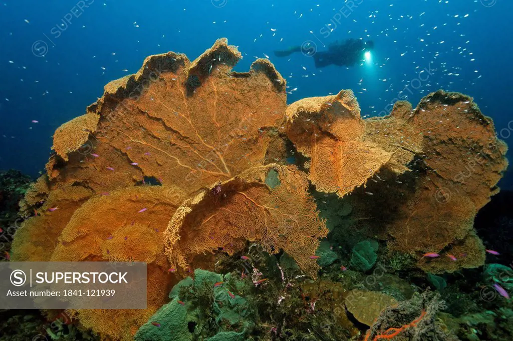 Diver at huge fan coral, Kimbe Bay, Bismark Sea, Papua New Guinea, underwater shot