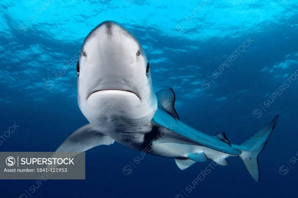 Blue Shark Prionace glauca, Cape Point, Cape Town, South Africa, Atlantic Ocean, Indian Ocean, underwater shot