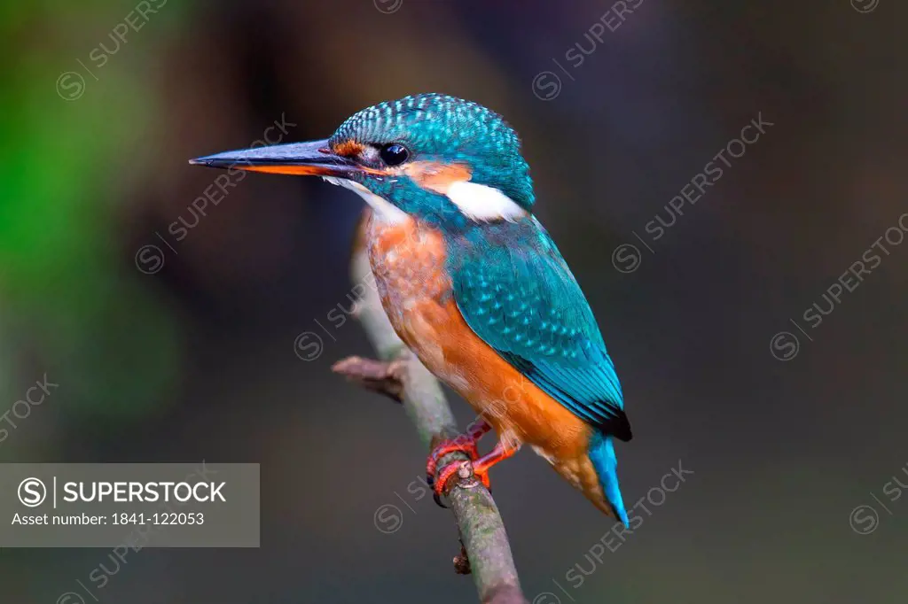 Common Kingfisher Alcedo atthis on a twig