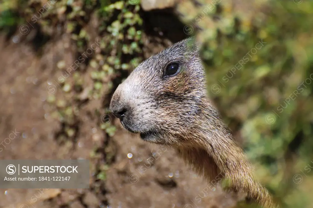 Head of a marmot