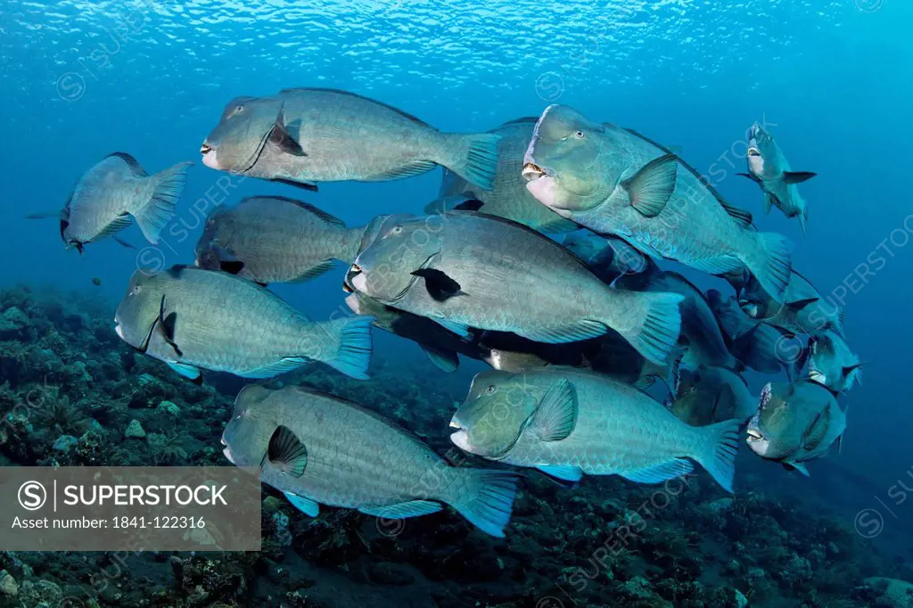 School of Bumphead Parrotfish Bolbometopon muricatum above coral reef near Tulamben, Bali, Indonesia, Pacific Ocean, underwater shot