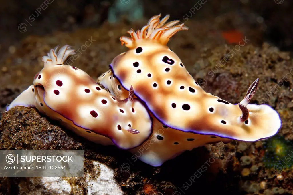 Two leopard nudibranch sea slugs Chromodoris leopardus, near Tulamben, Bali, Indonesia, Pacific Ocean, underwater shot