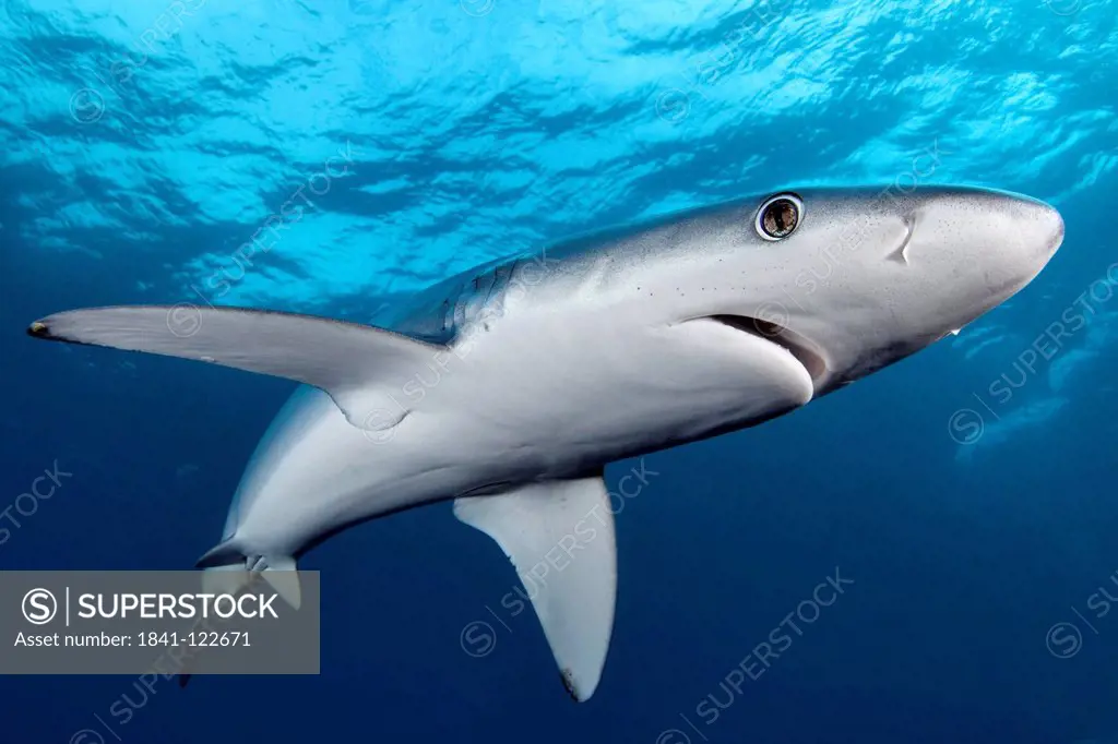 Blue Shark Prionace glauca, Cape Point, Cape Town, South Africa, Atlantic Ocean, Indian Ocean, underwater shot