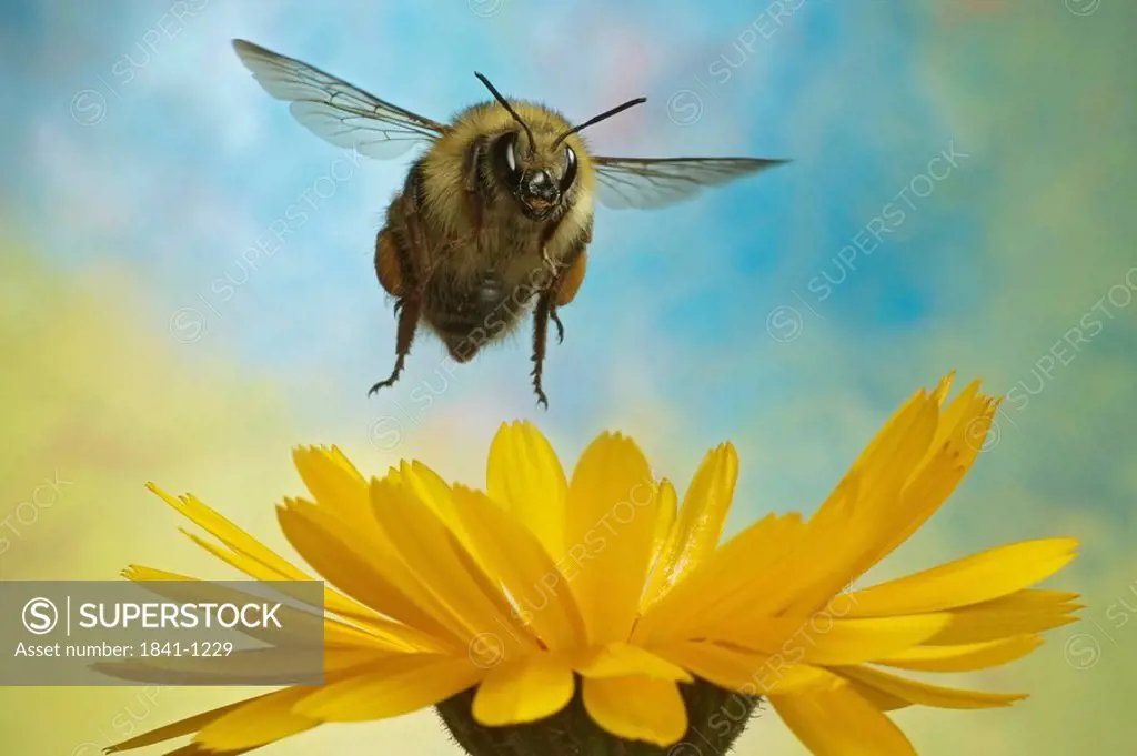 Close_up of Knapweed Carder_bee Bombus sylvarum flying over flower