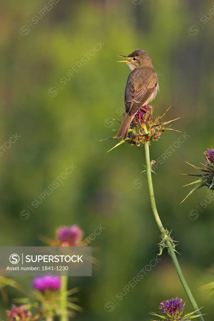 Close_up of Olivaceous Warbler Hippolais Pallida perching on flower