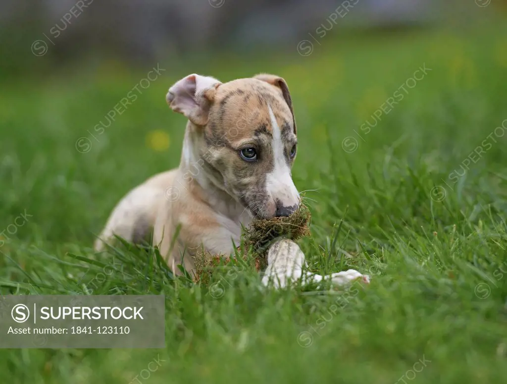 Young Whippet lying in meadow