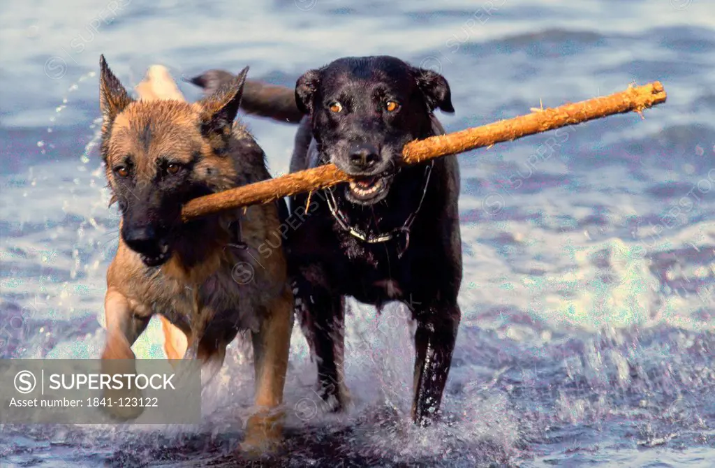 Two dogs in water with retrieving stick