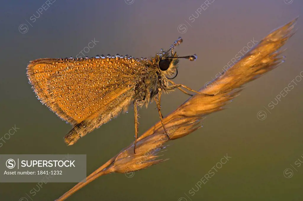 Close_up of butterfly on blade of grass