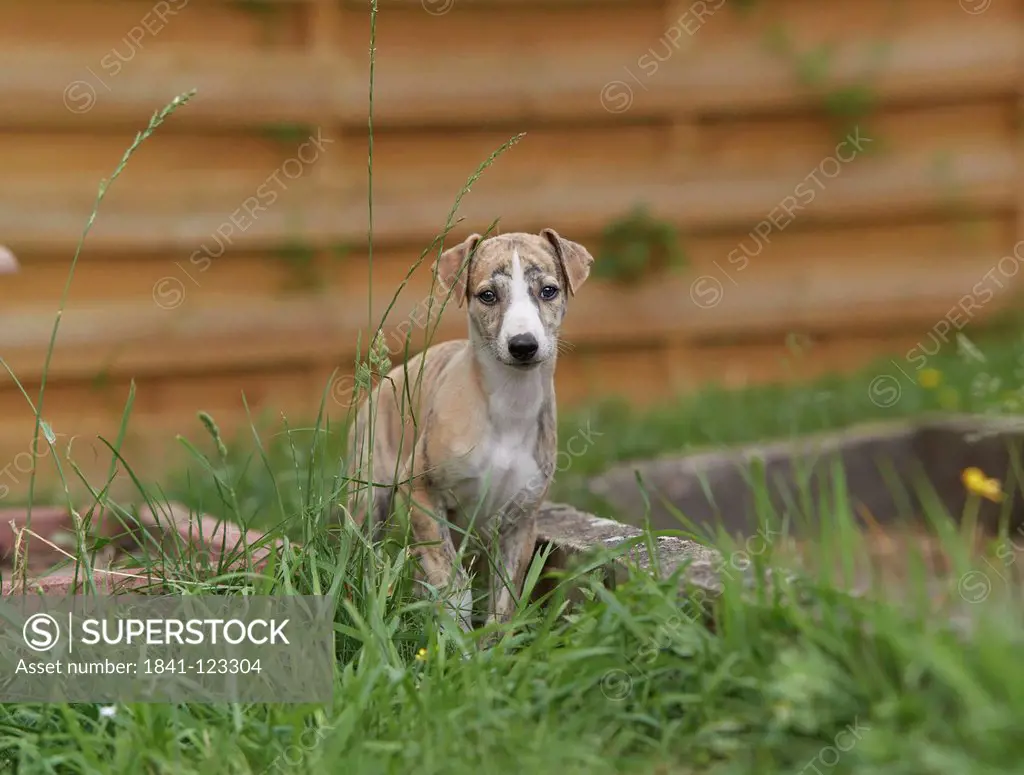Young Whippet sitting in meadow