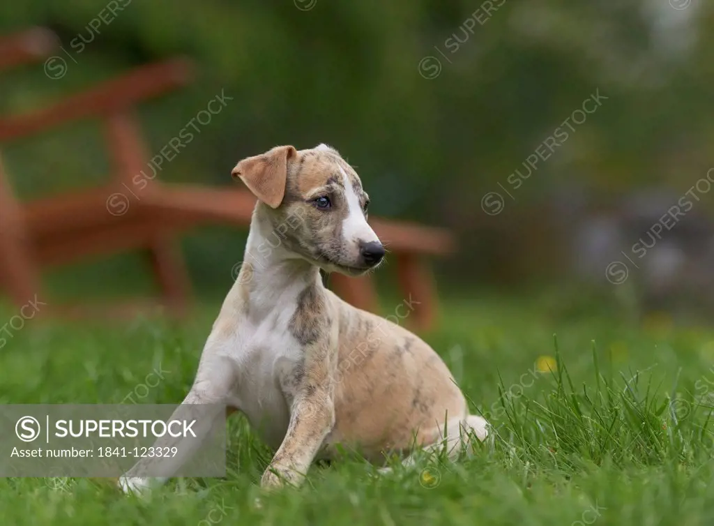 Whippet puppy on meadow