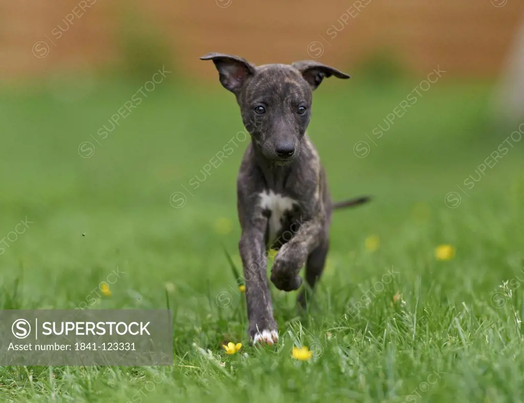 Whippet puppy on meadow