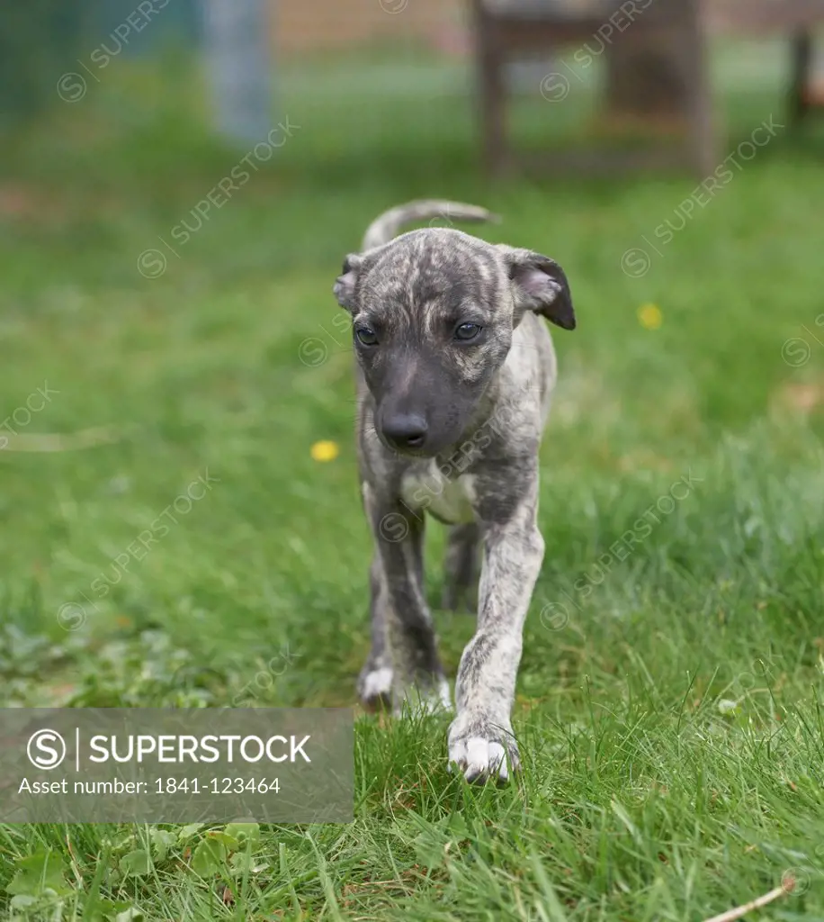 Young Whippet running in meadow