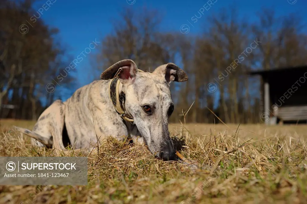 Whippet lying on meadow