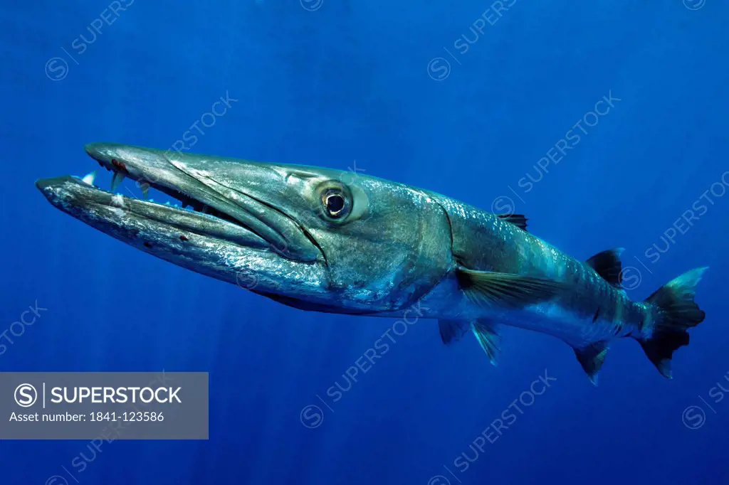Great Barracuda Sphyraena barracuda, near Father Reefs, Bismark Sea, Papua New Guinea, underwater shot