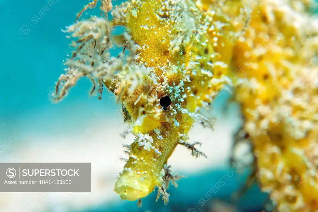 Long_snouted seahorse Hippocampus guttulatus, Gozo, Mediterranean Sea, Malta, underwater shot