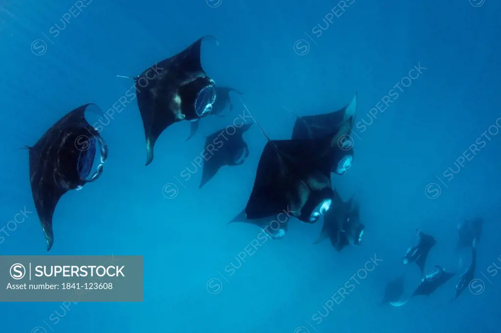 Group of reef mantas Manta alfredi feeding plankton, Baa Atoll, Maldives, Indian Ocean, underwater shot