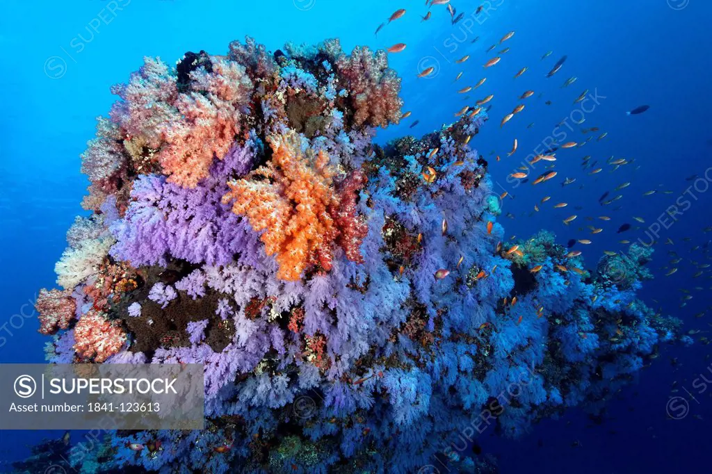 School of fish at soft corals at North Male Atoll, Maldives, underwater shot