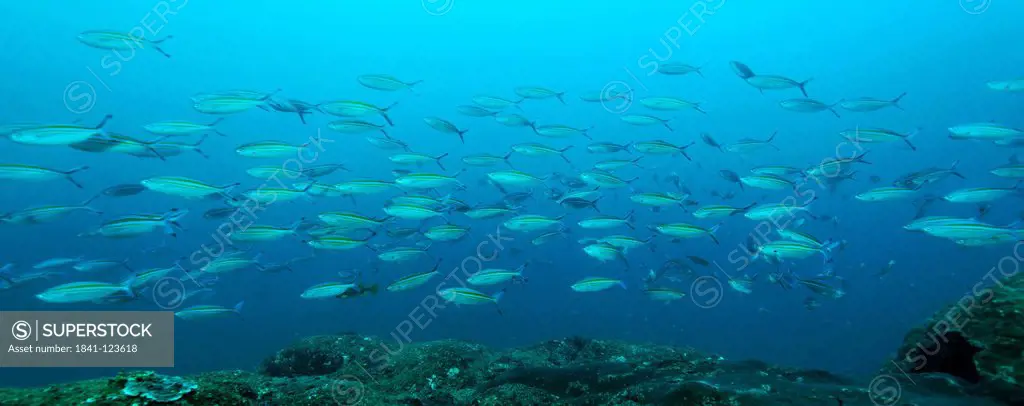 School of variable_lined fusiliers Caesio varilineata, Mirbat, Oman, Indian Ocean, underwater shot