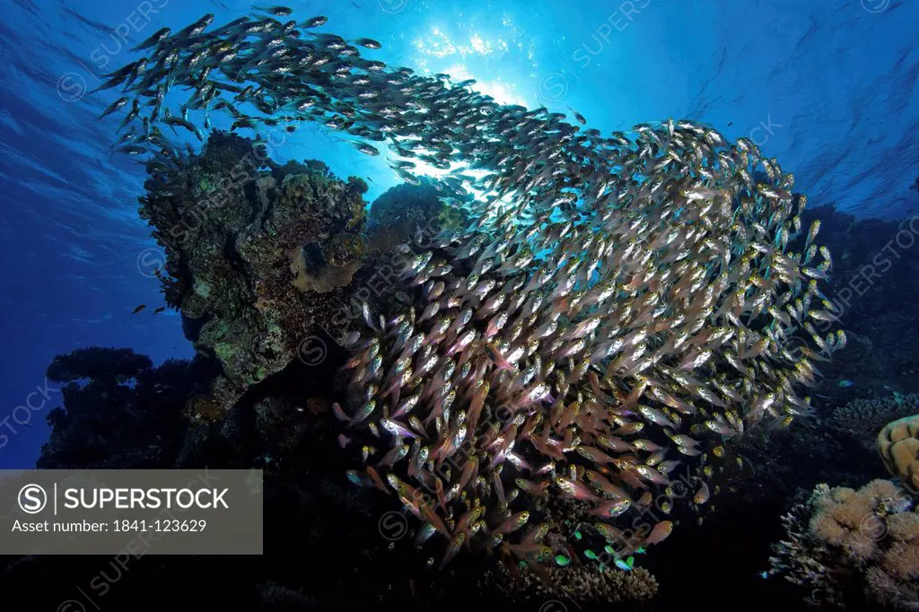 School of glasfish Parapriacanthus guentheri, Eilat, Israel, Red Sea, underwater shot