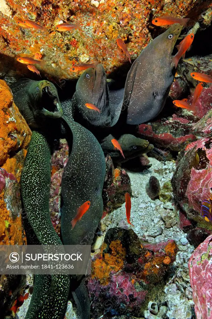 Yellow_edged morays Gymnothorax flavimarginatus, Malpelo Island, Columbia, Pacific Ocean, underwater shot