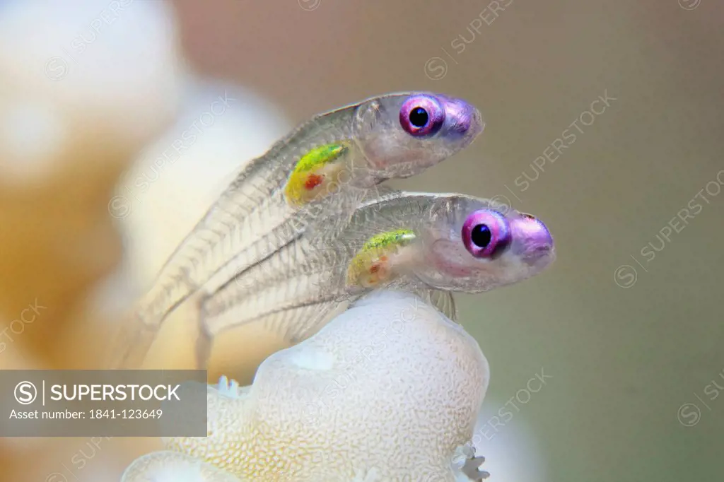 Two purple eye dwarf gobies Bryaninops natans, Red Sea, Egypt, underwater shot