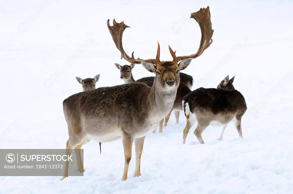 Fallow deers Ovis orientalis musimon in the snow, Bavaria, Germany