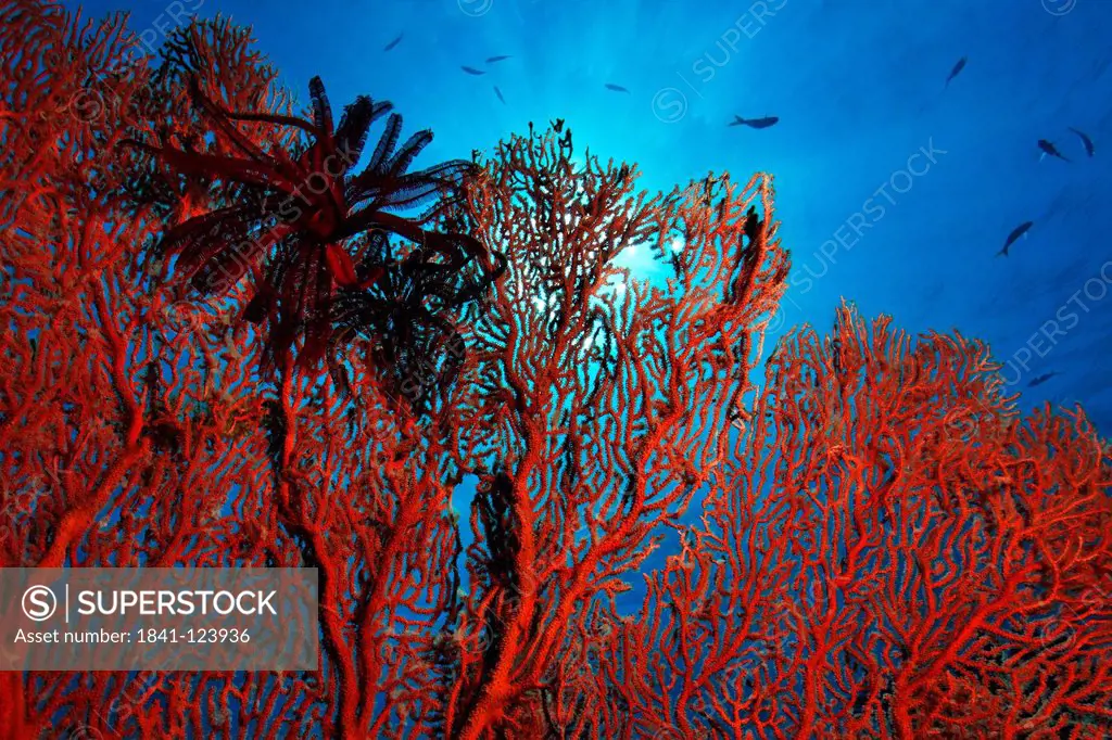 Knotted fan coral Melithaea ochracea, Kimbe Bay, Bismark Sea, Papua New Guinea, underwater shot