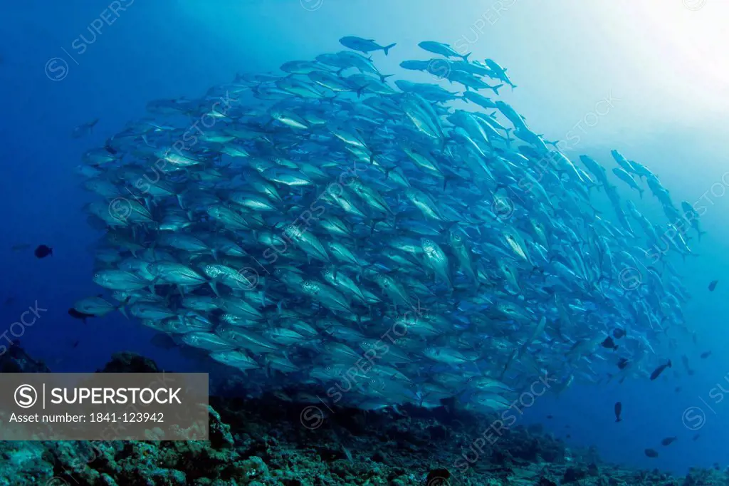 School of bigeye trevally Caranx sexfasciatus, Father Reefs, Bismark Sea, Papua New Guinea, underwater shot