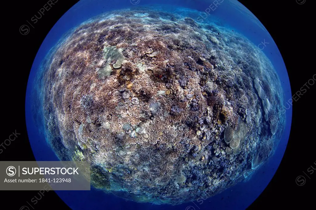 Reef landscape, Father Reefs, Bismark Sea, Papua New Guinea, underwater shot