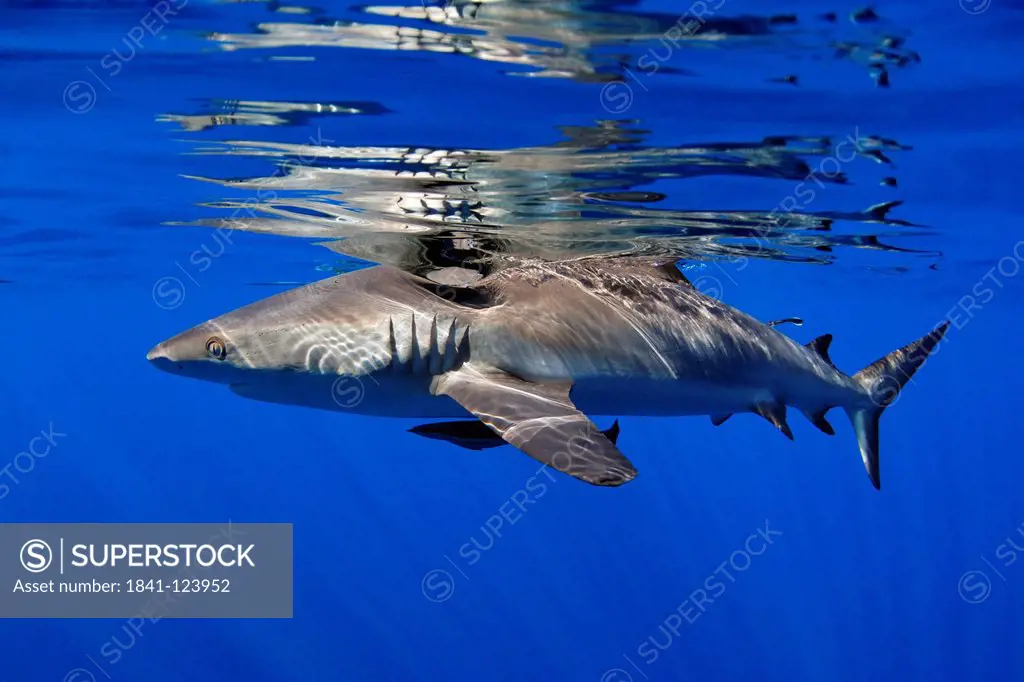 Grey Reef Shark Carcharhinus amblyrhynchos, near Father Reefs, Bismark Sea, Papua New Guinea, underwater shot