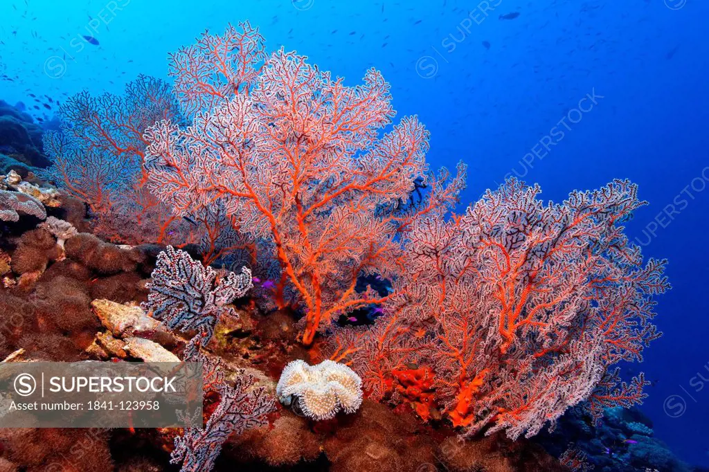 Knotted fan coral Melithaea ochracea, near Father Reefs, Bismark Sea, Papua New Guinea, underwater shot