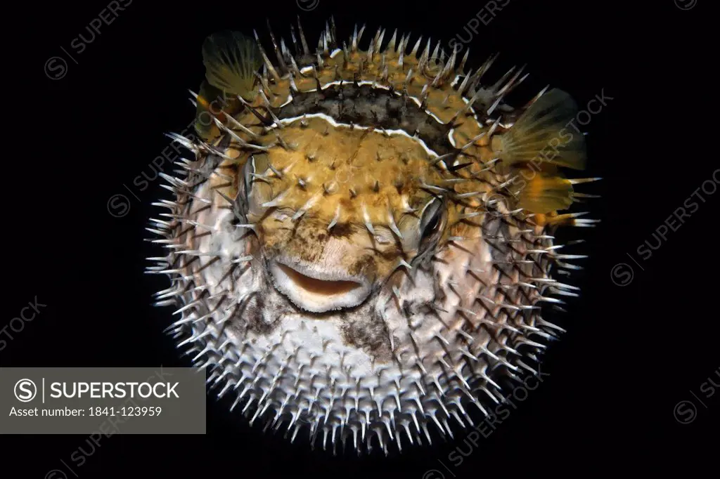 Longspined porcupinefish Diodon holocanthus, Kimbe Bay, Bismark Sea, Papua New Guinea, underwater shot