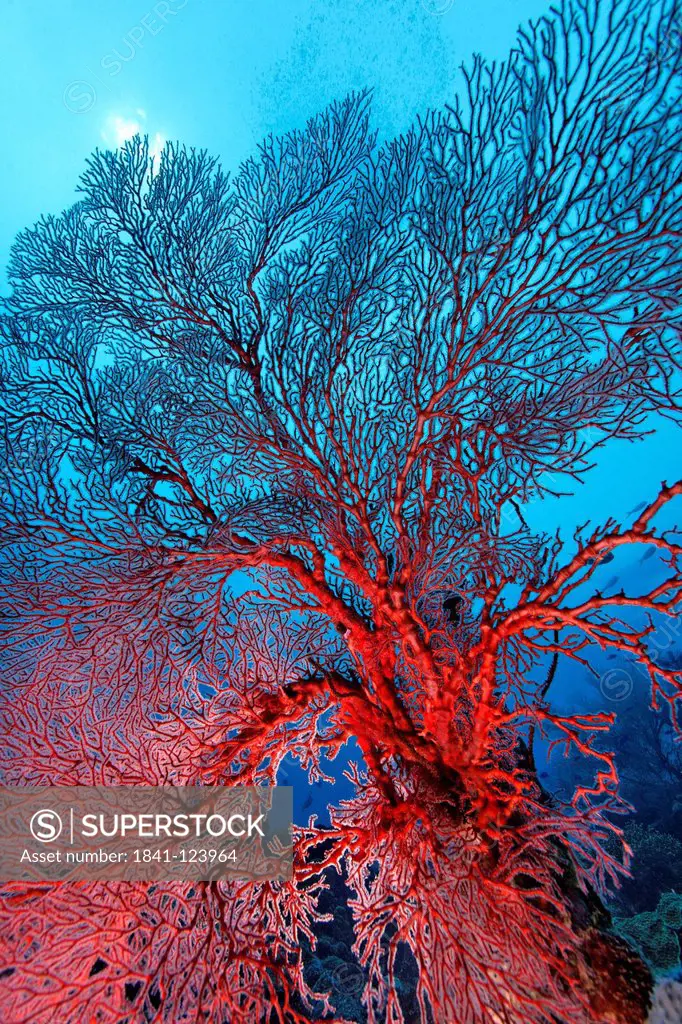 Knotted fan coral Melithaea ochracea, Kimbe Bay, Bismark Sea, Papua New Guinea, underwater shot