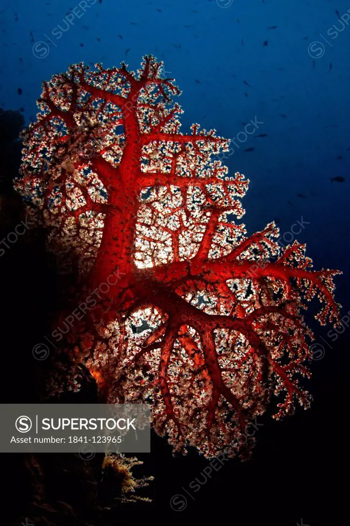 Soft coral, Dendronephthya habereri, Kimbe Bay, Bismark Sea, Papua New Guinea, underwater shot