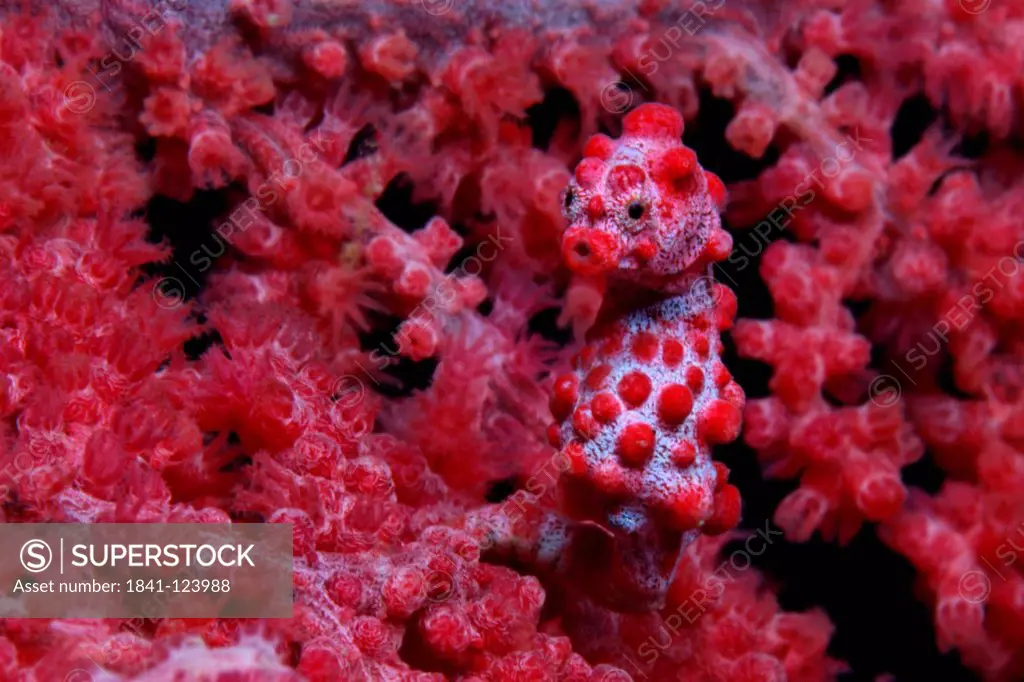 Pygmy seahorse Hippocampus bargibanti in red coral, Cabilao Island, Bohol, Philippines, Pacific Ocean, underwater shot