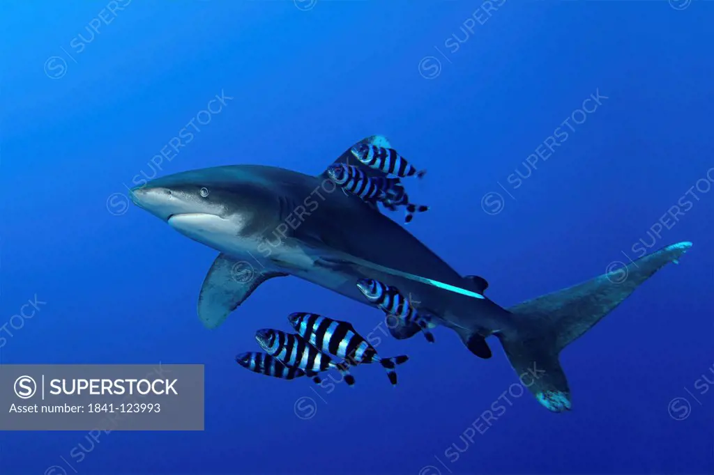 Oceanic Whitetip Shark Carcharhinus longimanus with Pilot Fish Naucrates ductor, Brother Islands, Egypt, Red Sea, underwater shot