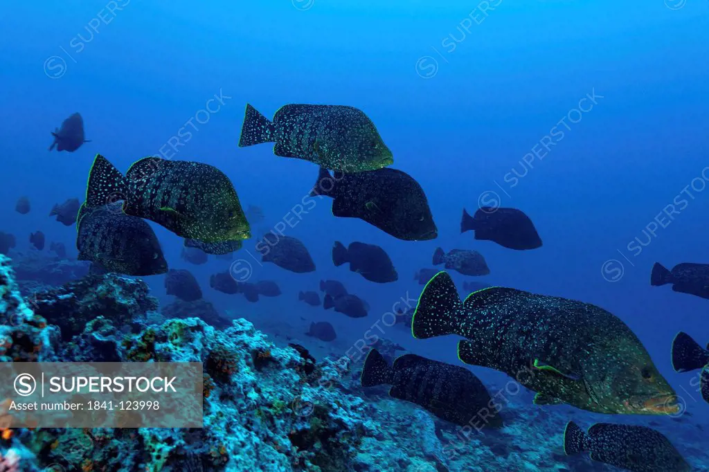 School of Leather bass Dermatolepis dermatolepis, Malpelo Island, Columbia, Pacific Ocean, underwater shot