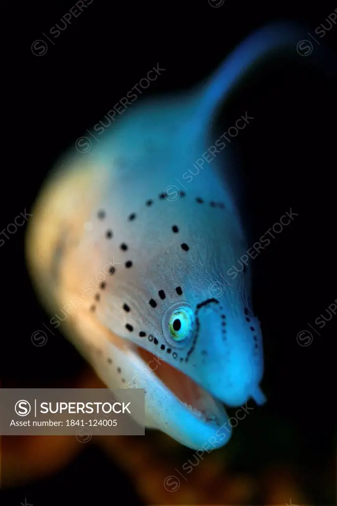 Peppered moray eel Gymnothorax griseus, Eilat, Israel, Red Sea, underwater shot