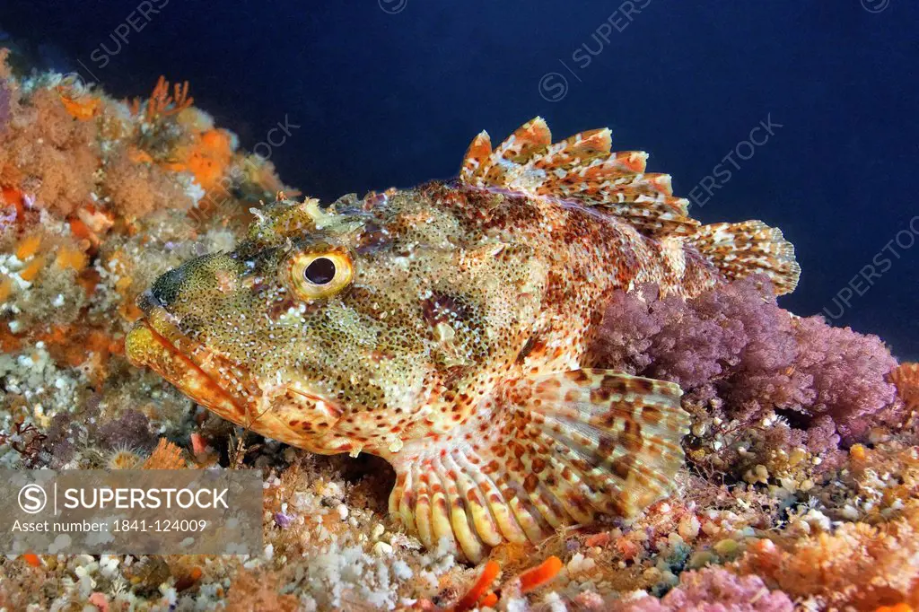 Eastern red scorpionfish Scorpaena cardinalis camouflaged on sponges, North Island, New Zealand, Pacific Ocean, underwater shot