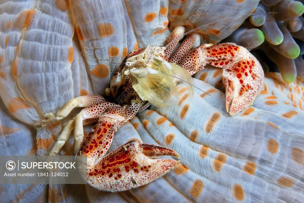 Porcelain crab Neopetrolisthes ohshimai in anemone, near Puerto Galera, Mindoro, Philippines, Pacific Ocean, underwater shot
