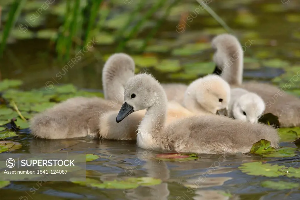 Group of Mute Swan chicks Cygnus olor floating on water