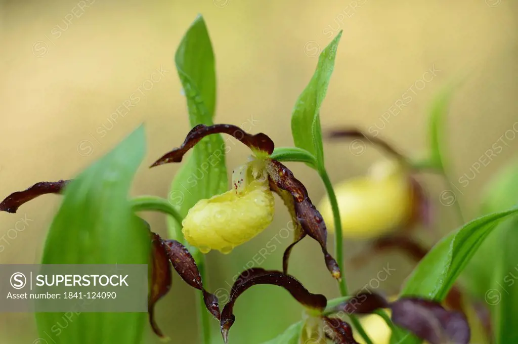 Lady´s Slipper Orchid Cypripedium calceolus, close_up