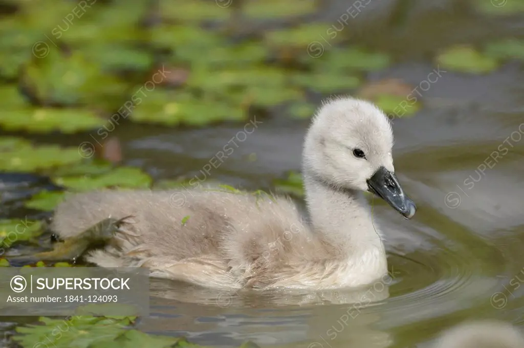 Mute Swan chick Cygnus olor floating on water