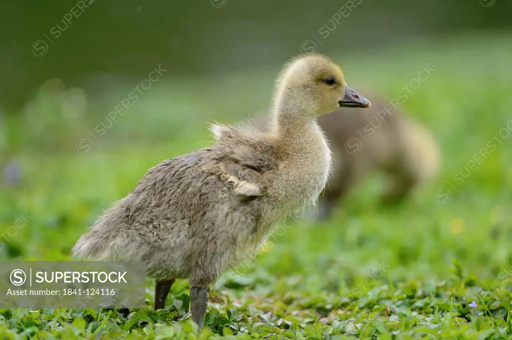 Greylag Goose chick Anser anser on meadow