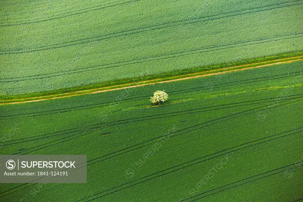 Blooming fruit tree in cornfield, aerial photo