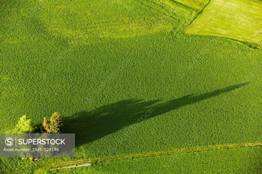 Green meadow with shadow of trees, aerial photo