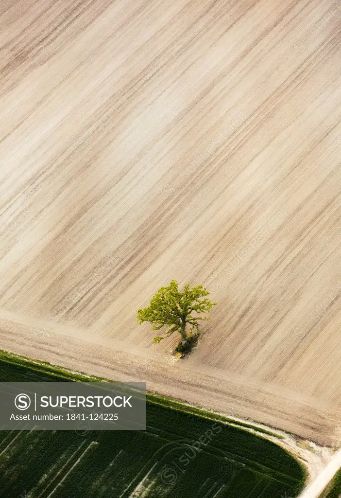 Oak tree on plowed field, aerial photo