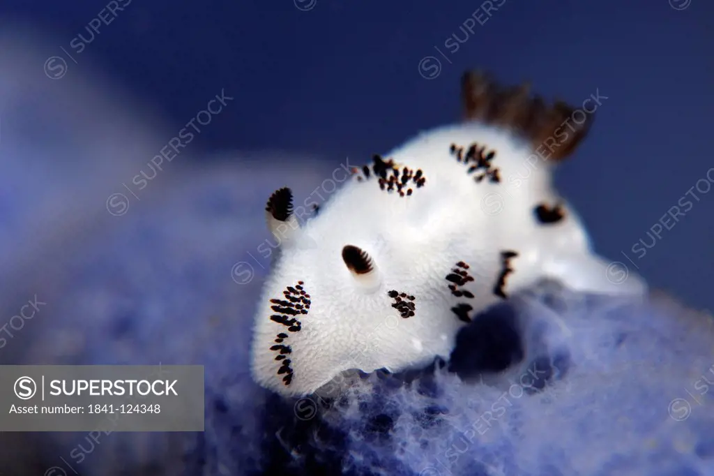 Dotted nudibranch Jorunna funebris, Vitu Islands, Bismark Sea, Papua New Guinea, underwater shot