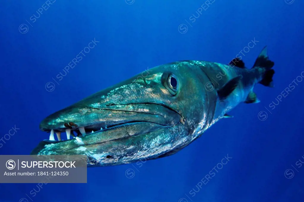 Great Barracuda Sphyraena barracuda, near Father Reefs, Bismark Sea, Papua New Guinea, underwater shot