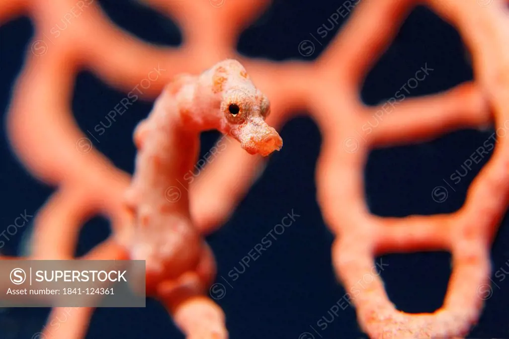 Denise´s pygmy seahorse Hippocampus denise in a coral, near Lissenung Island, Kavieng, New Ireland, Papua New Guinea, Pacific Ocean, underwater shot